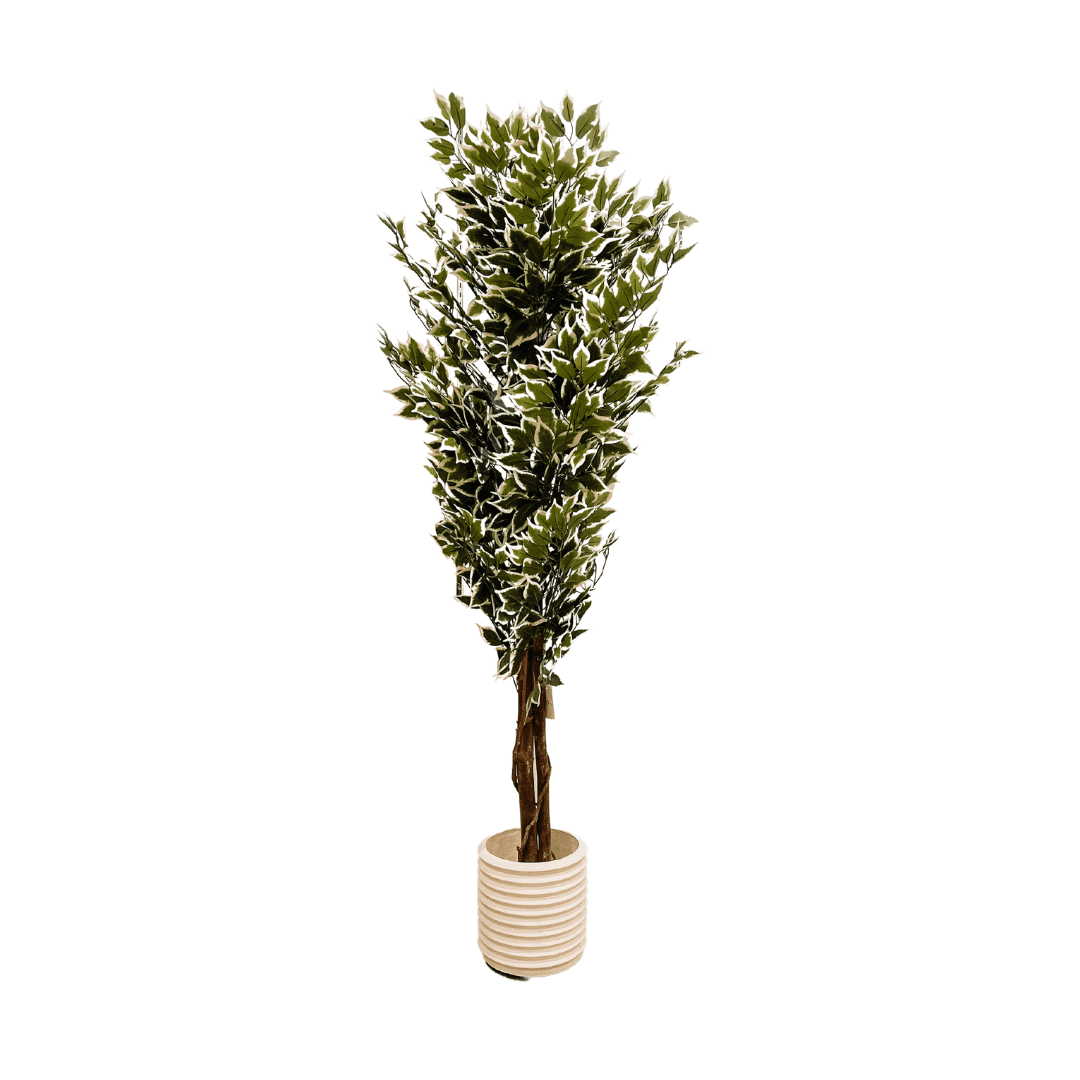 Ficus Tree With Planter Small