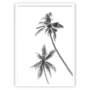 Black & White Dual Palm Tree Print